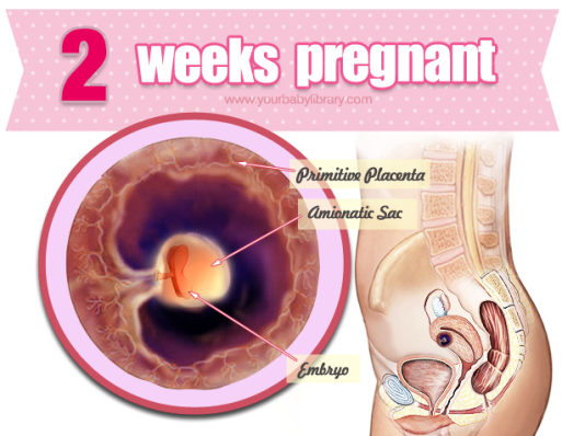 Week Pregnant &amp; 2 Weeks Pregnant
