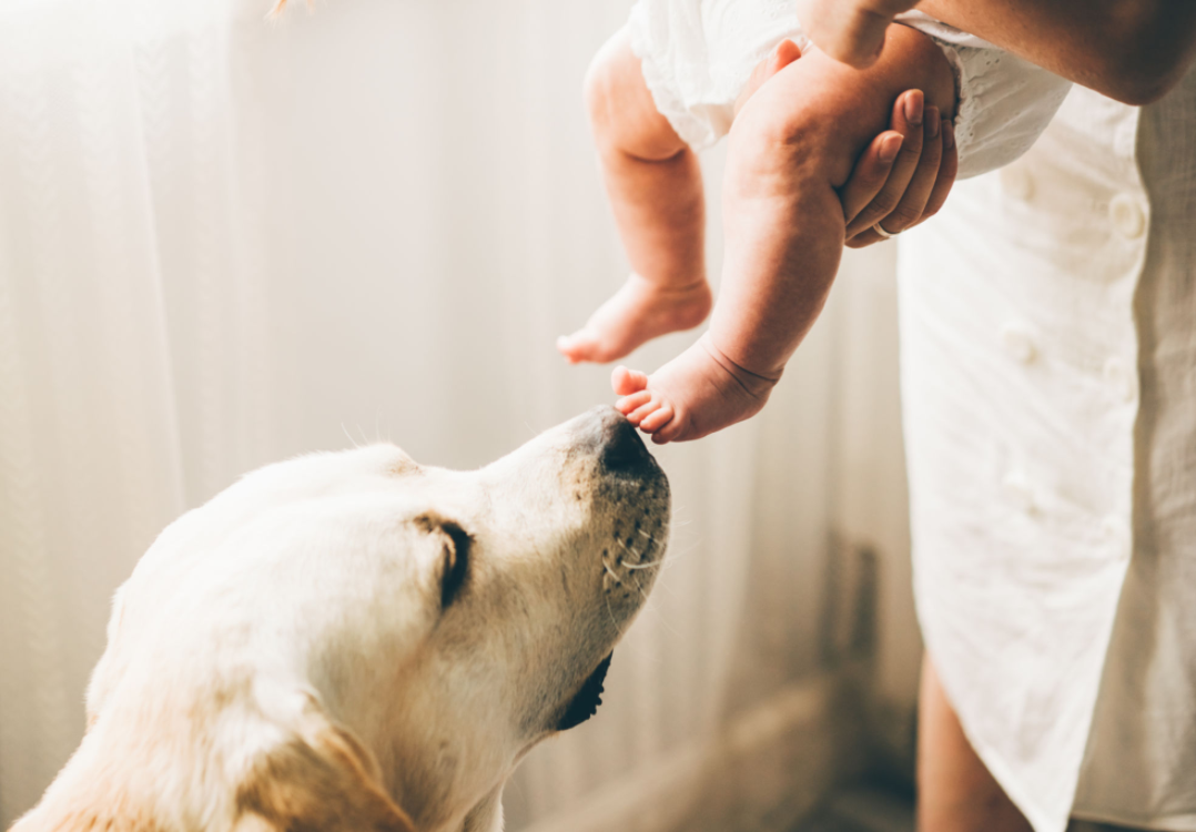 Preparing Your Pet for Your New Baby’s Arrival